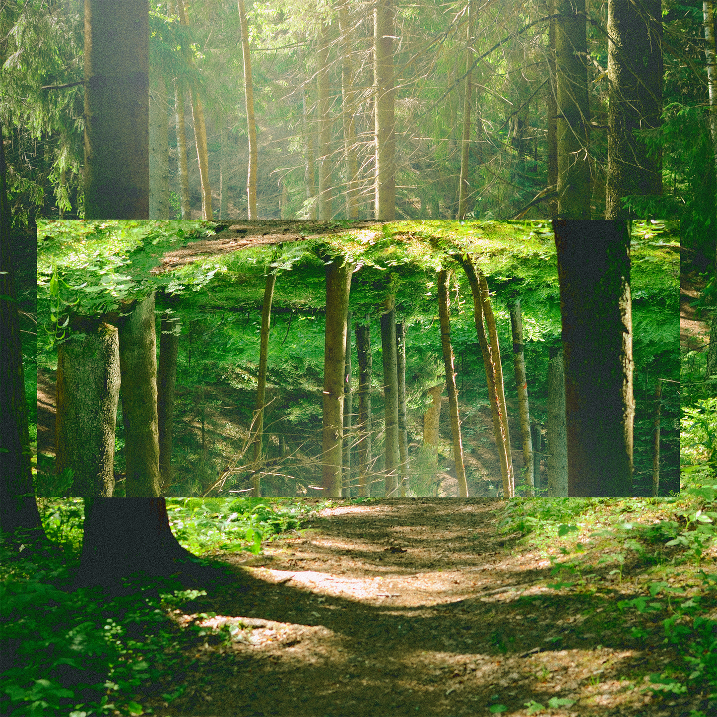 Grove